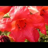 Rhododendron Hybride Elisabeth (fam. Ericacees) (Aberconway 1933) (12)